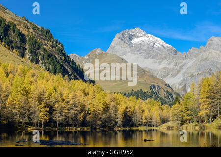 Goldene Lärchen am See Palpuogna (1918 m) mit Piz Ela (3180 m), Graubünden, Schweiz Stockfoto