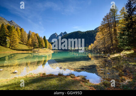 Goldene Lärchen am See Palpuogna (1918 m) mit Piz da la Blais (2930 m), Graubünden, Schweiz Stockfoto