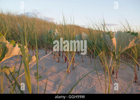 Strandhafer in den Dünen in der Nähe von Ahrenshoop im Abendlicht, Western Region Nationalpark Vorpommersche, Ahrenshoop, Fischlan Stockfoto