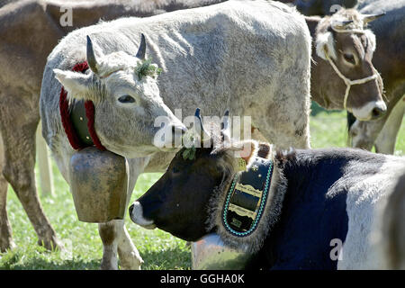 Rinder mit Kuhglocken, Viehscheid, Allgäu, Bayern, Deutschland Stockfoto