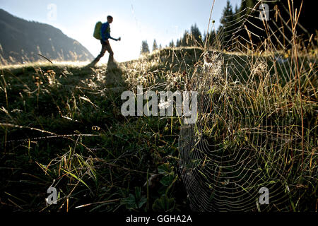 Spinnennetz auf einer Wiese vor einem männlichen Wanderer, Oberstdorf, Bayern, Deutschland Stockfoto