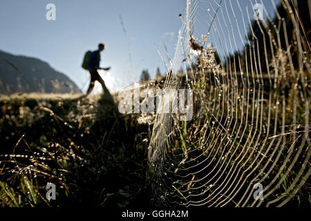 Spinnennetz auf einer Wiese vor einem männlichen Wanderer, Oberstdorf, Bayern, Deutschland Stockfoto