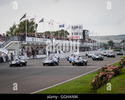 Starten Sie Lavant Cup, Jaguar D-Type, Goodwood Revival 2014, Rennsport, Oldtimer, Goodwood, Chichester, Sussex, England, groß Stockfoto