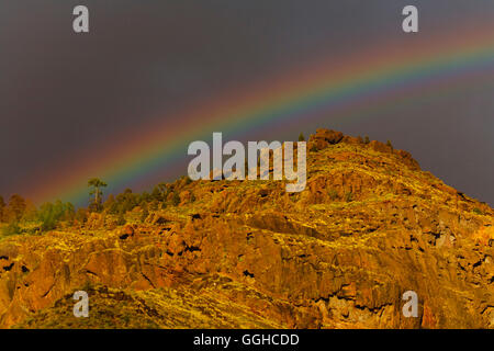 Regenbogen und kanarische Kiefer Bäume, Felsen, Berge, Tal von El Risco, in der Nähe von Agaete, natürliche zu bewahren, Parque Natural de Tamadaba Stockfoto