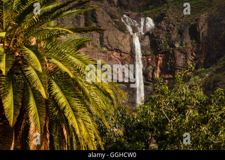 Cascada Juan Jorro Wasserfall hinter Palmen, Berge, Tal von El Risco in der Nähe von Agaete, natürliche zu bewahren, Parque Natural de T Stockfoto