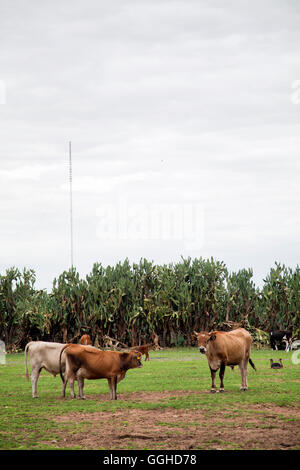 Tiere im Kalahari Farmhouse nahe Stampriet in Namibia Stockfoto