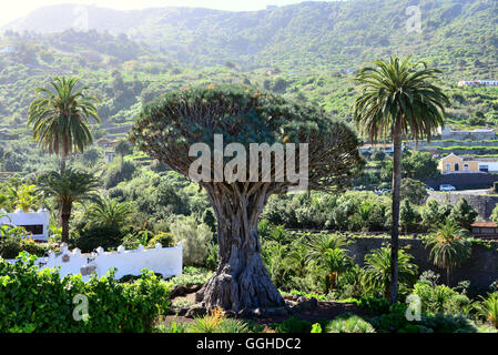Drachenbaum Drago Milenario, Icod de Los Vinos, Teneriffa, Kanarische Inseln, Spanien Stockfoto