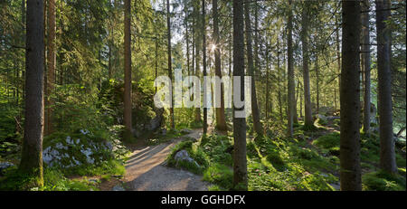 Weg am See Hintersee am Morgen, Berchtesgadener Land, Bayern, Deutschland Stockfoto