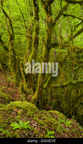 Moos bedeckt Wald, Flumen Valley, Saint-Claude, Jura, Frankreich Stockfoto