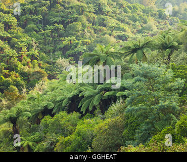 Baumfarne, Regenwald, Rotorua, Bay of Plenty, Nordinsel, Neuseeland Stockfoto