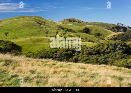 Wharariki, Tasman, Südinsel, Neuseeland Stockfoto