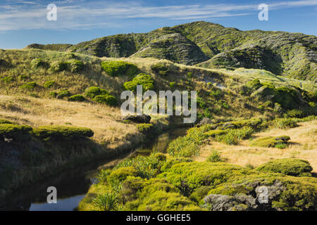 Wharariki, Tasman, Südinsel, Neuseeland Stockfoto