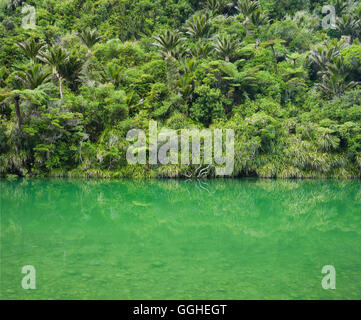 Pororari River, Paparoa National Park, West Coast, Südinsel, Neuseeland Stockfoto