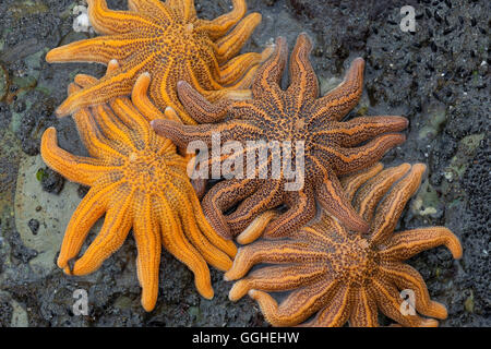 Seestern auf Felsen, Paparoa, West Coast, Südinsel, Neuseeland Stockfoto