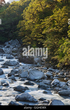 Hollyford River, Fjordland National Park, Southland, Südinsel, Neuseeland Stockfoto