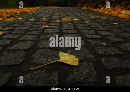 Herbst ginkgo, Ginkgo Blatt mit Regentropfen/Herbstlaub des Ginkgo mit Regentropfen (Gingko biloba) Stockfoto