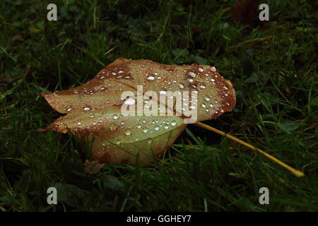 Blatt einer amerikanischen Tulpenbaum/Blatt vom amerikanischen Tulpenbaum (Liriodendron tulipifera mit Regentropfen) mit Regentropfen Stockfoto