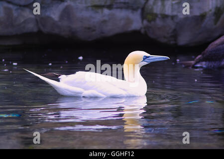 Nördliche Spannzange / Basstoelpel (Morus bassanus) Seevogel Stockfoto