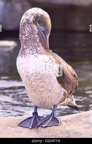 Junge Basstölpel / Junger Basstoelpel (Morus Bassanus) Seevogel, Seevogel Stockfoto