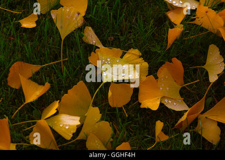 Herbst ginkgo, Ginkgo Blatt mit Regentropfen/Herbstlaub des Ginkgo mit Regentropfen (Gingko biloba) Stockfoto