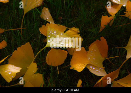 Herbst ginkgo, Ginkgo Blatt mit Regentropfen/Herbstlaub des Ginkgo mit Regentropfen (Gingko biloba) Stockfoto