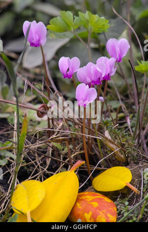 Persische violett, Efeu-leaved neapolitanisches Alpenveilchen, cyclamen/Herbst - Alpenveilchen (Cyclamen Hederifolium) Stockfoto