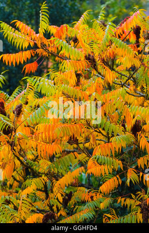 Staghorn sumac, Hirschhorn sumach (rhus typhina, rhus hirta) Stockfoto