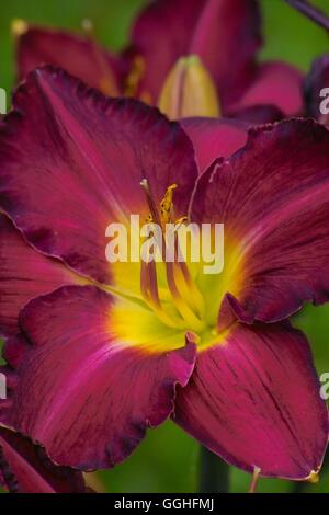 Daylily/taglilie "Bela Lugosi" (hemerocallis Hybride) niedriger, Blume, Fotos, Bilder, Bild, rote Blume, dunkel Rot, Dunkelrot, Stockfoto