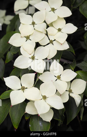 Hartriegel, "Milky Way" Baum Kousa Hartriegel (Cornus Kousa var. Chinensis) Stockfoto