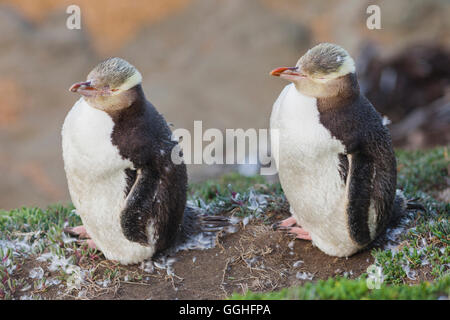 Yellow-eyed Penguin (Megadyptes Antipodes), Moeraki, Otago, Südinsel, Neuseeland Stockfoto