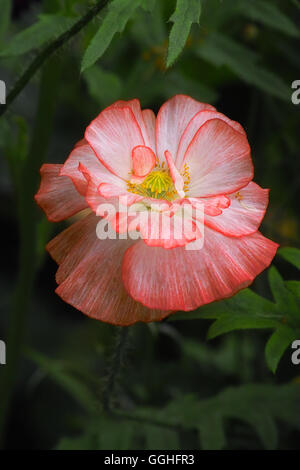 Doppelzimmer coral Feld der Mohn Blumen hirley Mix" (Papaver rhoeas) Stockfoto