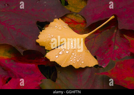 Herbst Ginkgo Blatt mit Regentropfen, herbstlaub des Ginkgo mit Regentropfen (Gingko biloba) Stockfoto