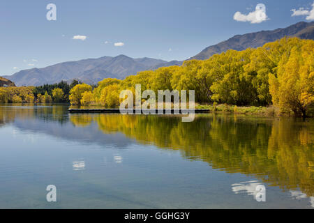 Bäume entlang des Sees shore, Lake Benmore, Otago, Südinsel, Neuseeland Stockfoto