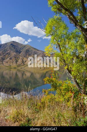 Bäume entlang des Sees shore, Lake Benmore, Otago, Südinsel, Neuseeland Stockfoto