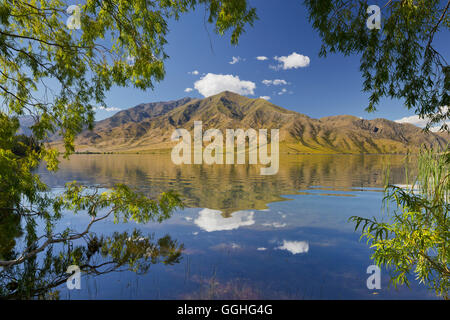 Bäume entlang des Sees shore, Lake Benmore, Otago, Südinsel, Neuseeland Stockfoto