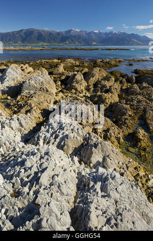 Felsformationen, Kaikoura Halbinsel, Manakau Berge, Canterbury, Südinsel, Neuseeland Stockfoto