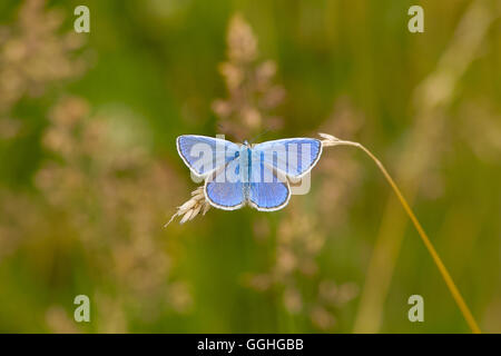 Gemeinsamen blauer Schmetterling (männlich) / Hauhechel-Blaeuling (Polyommatus Icarus) Stockfoto