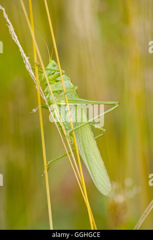 Große grüne Bush-Cricket (Tettigonia Viridissima) Stockfoto