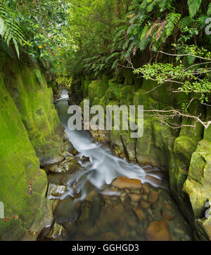 Whaiti-Nui-A-Toi Canyon, Whirinaki Forest Park, Bay of Plenty, Nordinsel, Neuseeland Stockfoto