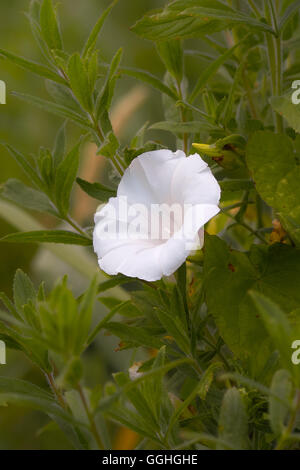 Stärkere Winde, Bearbind, Hedge Ackerwinde Hedge falsche Ackerwinde, Appalachen, echten Zaunwinde, Ackerwinde (Calystegia Sepium) Stockfoto