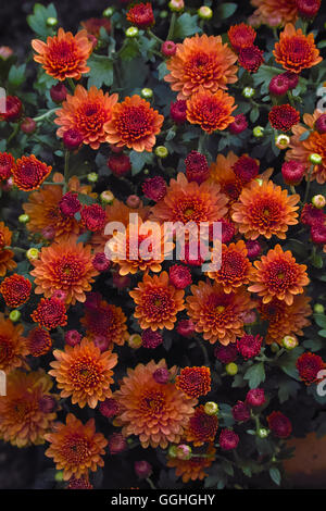 Herbst-Chrysanthème / Costmary, chinesische Aster, Chrysantheme, Mama, Mama Garten (Chrysanthemum Indicum) Stockfoto