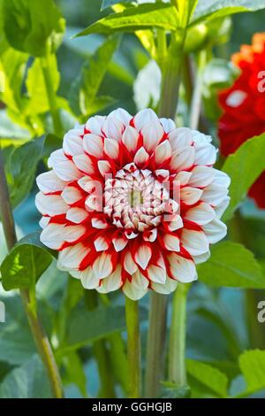 Dahlie / Dahlie 'haPET Joker' (Dahlia Hybrid), rot-weiß, weiß, Spitzen, weiße Spitzen, Dahlien, Dahlien, bluete, blume Stockfoto