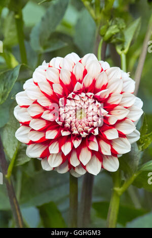 Dahlie / Dahlie 'haPET Joker' (Dahlia Hybrid), rot-weiß, weiß, Spitzen, weiße Spitzen, Dahlien, Dahlien, bluete, blume Stockfoto