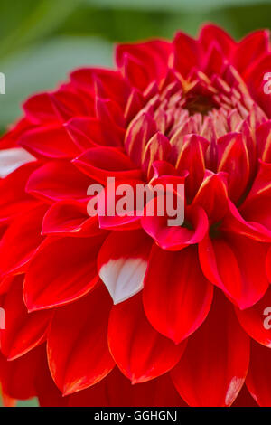 Dahlie Rot / Rote Dæhlie, Knospenmutation / Knospe Mutation des "Hapet Joker" mit einer weißen Blume Blatt (Dahlia Hybriden) Stockfoto