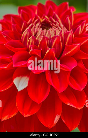 Dahlie Rot / Rote Dæhlie, Knospenmutation / Knospe Mutation des "Hapet Joker" mit einer weißen Blume Blatt (Dahlia Hybriden) Stockfoto