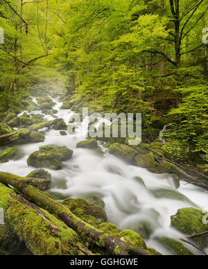 Moos bedeckt Steinen, Fluss Orbe, Vallorbe, Waadt, Schweiz Stockfoto