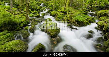 Moos bedeckt Steinen, Fluss Orbe, Vallorbe, Waadt, Schweiz Stockfoto