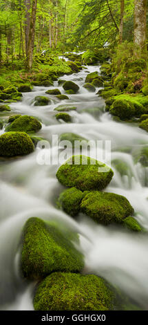 Moos bedeckt Steinen, Fluss Orbe, Vallorbe, Waadt, Schweiz Stockfoto