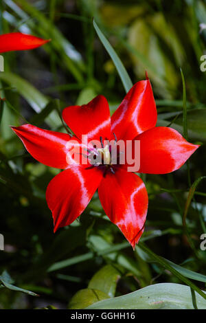 Rote Tulpe / Wilde Tulpe (Tulipa Linifolia) wilde Tulpen, Tulipa Linifolia, rote Tulpe, Stern, rote Tulpe Blume Stockfoto