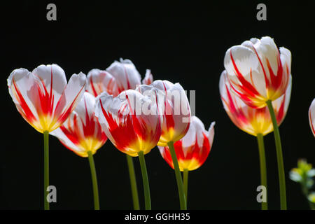 Tulip / Tulpe 'ice Follies" (tulipa Siebold.), historische gestreift, rot, ed geflammt Tulpe, Rot geflammt Blume, geflammt Tulip, vintage Stockfoto